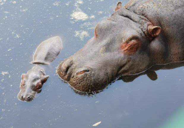 El Hipopótamo del Nilo se encuentra en peligro de extinción por la cacería y la devastación de su hábitat.