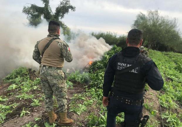 Efectivos marinos destruyen plantíos de mariguana en el país.