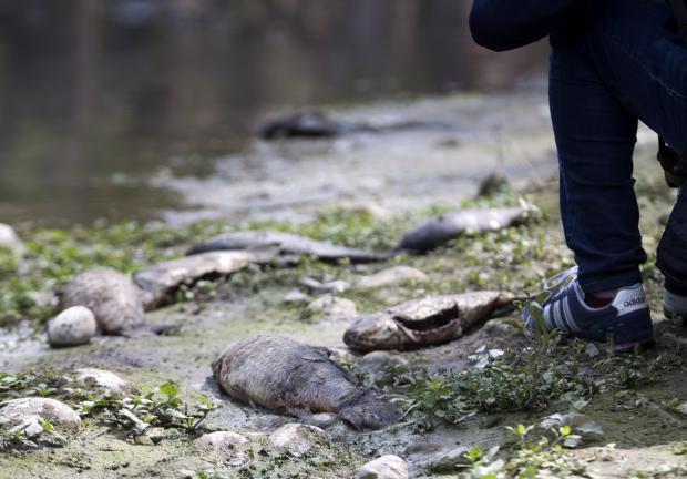 Cientos de peces muertos del río Santa Catarina, a la altura del municipio de Cadereyta, NL, en febrero pasado