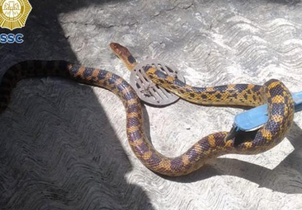 Un reptil rescatado por personal de la Brigada de Vigilancia Animal en Tláhuac, el pasado 12 de octubre