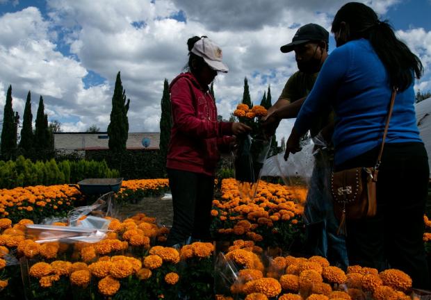 Productores de cempasúchil en Xochimilco