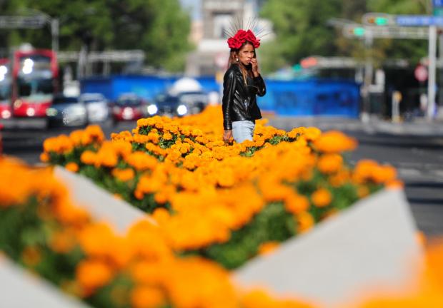 Como parte de las actividades para conmemorar el Día de Muertos en la capital, se colocaron cientos de flores de cempasúchil sobre Paseo de la Reforma