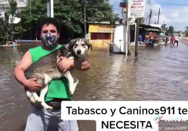 Rescatistas muestran a los perros abandonados hallados en calles de Tabasco.