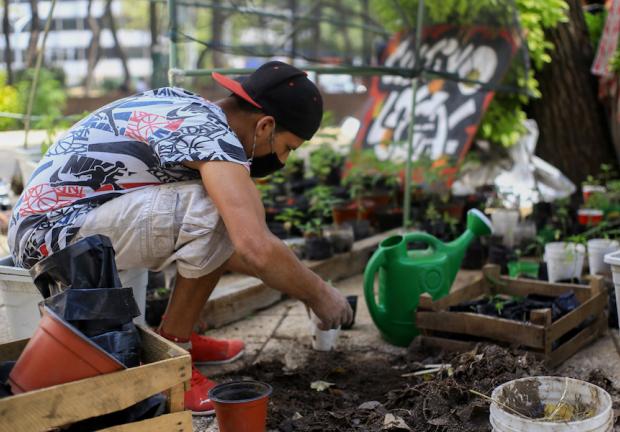 Un activista del Movimiento Cannabico Mexicano se encarga del cuidado de las plantas de marihuana.