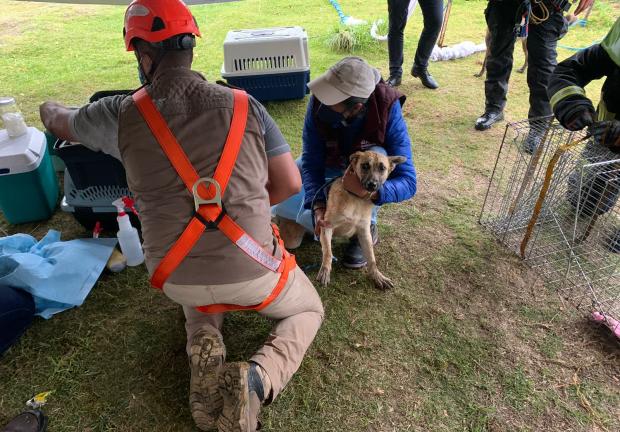 Los perritos rescatados del socavón de Puebla son valorados para determinar su estado de salud.