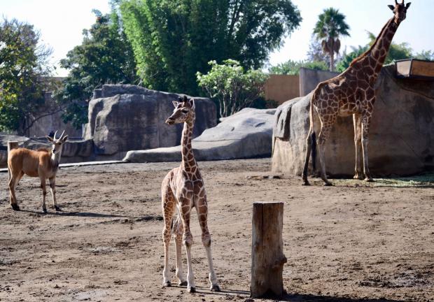 La bebé jirafa ya puede ser vista en el Zoológico de San Juan de Aragón.