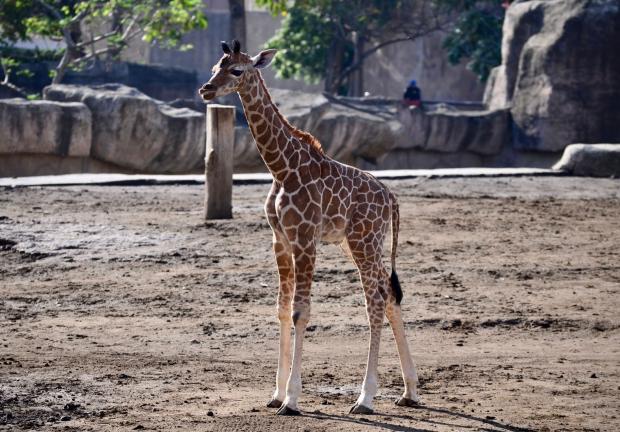 La bebé jirafa es hija de la hembra “Acacia” de 12 años de edad.