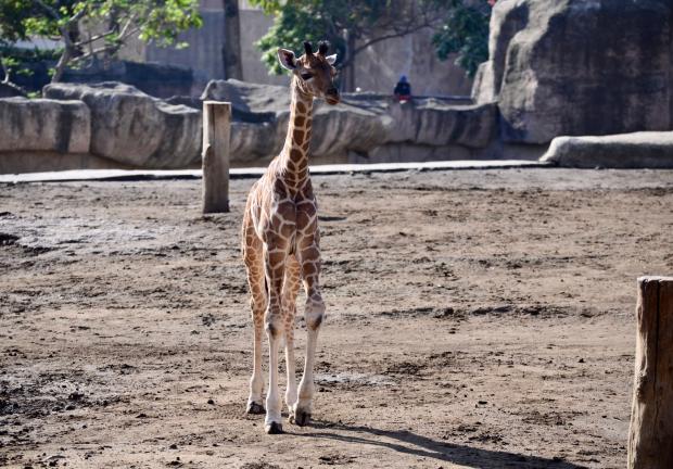 Nace bebé jirafa en el Zoológico de San Juan de Aragón