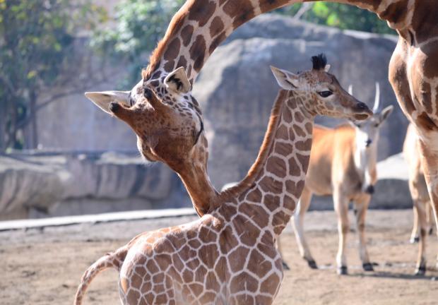 La bebé jirafa se amamanta regularmente de su madre.