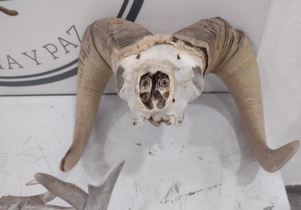 La caja de madera que contenía 56 cráneos de al menos tres especies, tenía como destino San Luis Potosí.