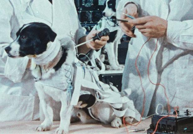 Laika es el primer perro y el primer ser vivo en orbitar la tierra, pero a nadie gustó el final de su historia