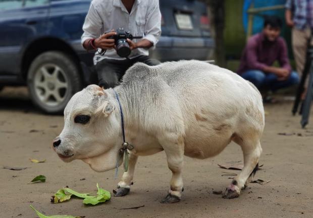Por comer demasiado, murió Rani, la vaca más pequeña del mundo