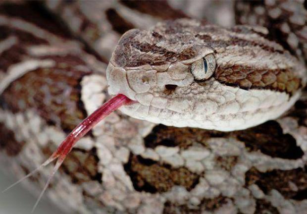 Una sustancia en el veneno de una serpiente podría dar tiempo al cuerpo contra el virus COVID-19