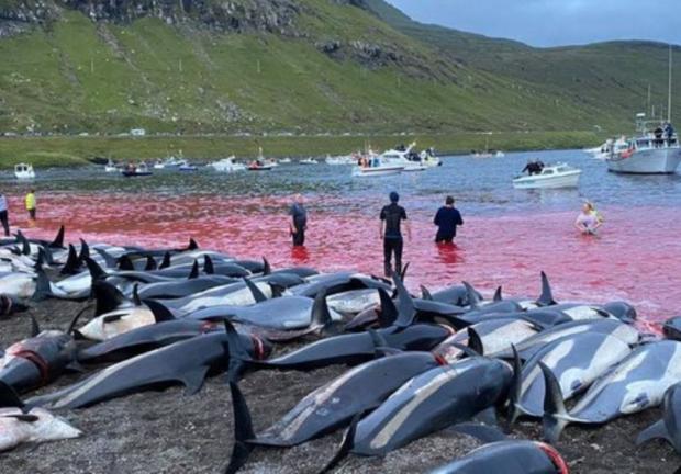 Más de mil delfines fueron asesinados por una tradición cada año
