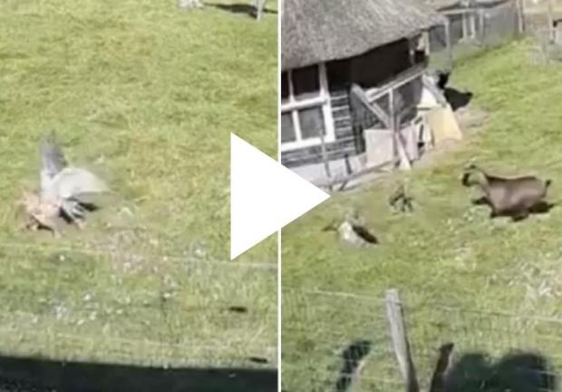 Cabra rescata a gallina mientras es atacada por un halcón.