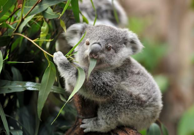 Un tercio de los koalas en Australia ha muerto