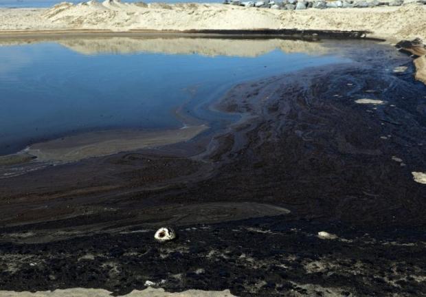 Animales y aves están muriendo por la cantidad de petróleo que llegó al mar