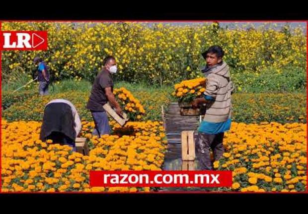 Conoce el proceso de producción de flores de cempasúchil en Xochimilco.