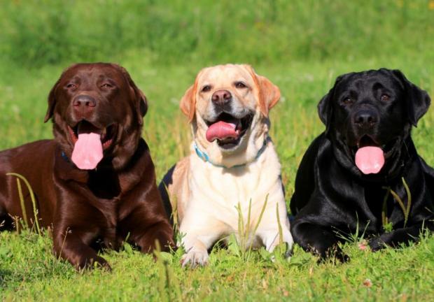 El labrador retriever está entre las razas de perros ideales para el adiestramiento