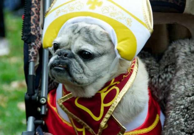 Un perro con disfraz de "el Papa"