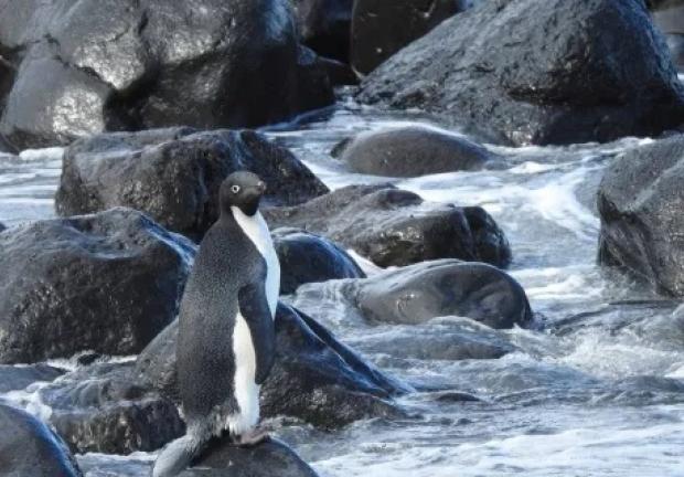 El pingüino fue llamado Pingu por los lugareños que lo vieron en Nueva Zelanda