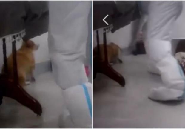 El asesinato del perro enfureció a usuarios en la red social Weibo