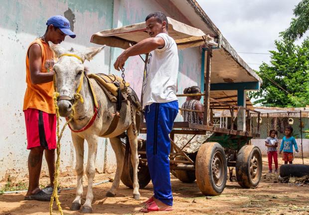 Vuelve el burro como medio de transporte en Venezuela