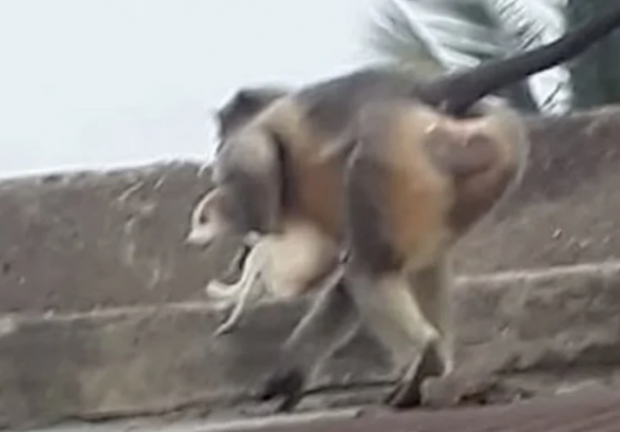 Los monos provocaron una matanza de perros después de que una jauría matara a cría de mono