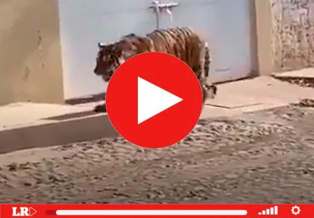 Habitantes en Tecuala, Nayarit, captaron a un tigre deambulando en la calle