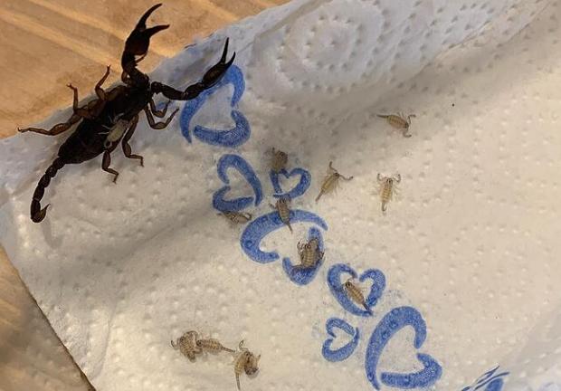 El escorpión con sus crías en el hogar de la mujer