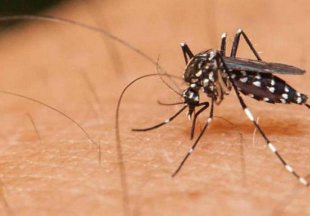 En México ya se registró la primera muerte por dengue.