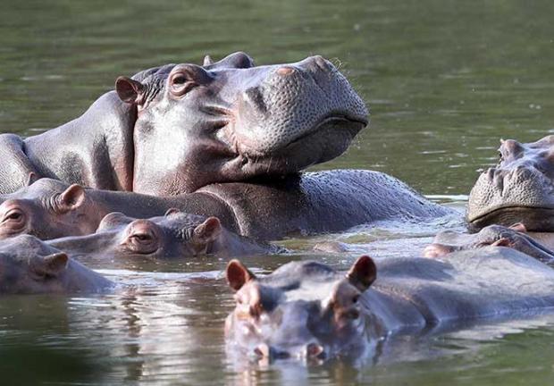 Hipopótamos en el lago de la hacienda Nápoles, tras la importación que hizo el capo de la droga Pablo Escobar de tres hembras y un macho hace décadas para tenerlos en su espacio privado, en Puerto Triunfo, Colombia, el 4 de febrero de 2021