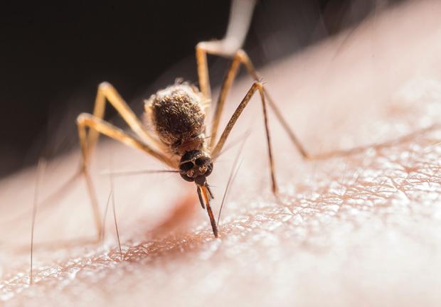 Aumenta 96% casos de dengue en el país