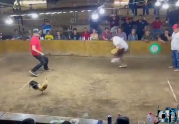 Un gallo de pelea atacó a su gallero durante un combate en un palenque de Villa de Álvarez, Colima