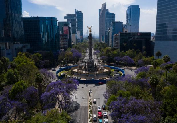 Jacarandas florecen sobre paseo de la Reforma, previo al inicio de la primavera.