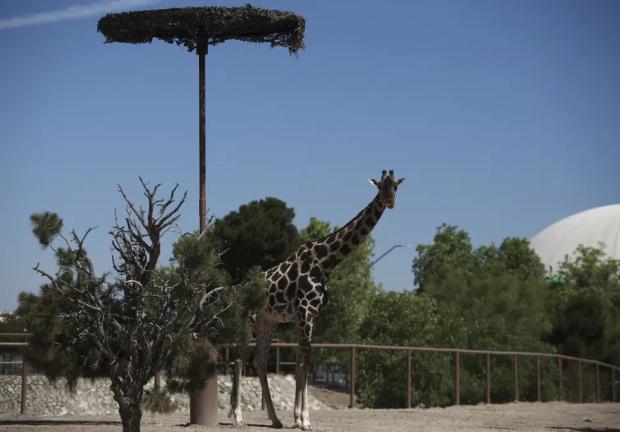 La jirafa Benito, en su recinto en el Parque Central, gestionado por el gobierno municipal, en Ciudad Juárez, México, el 13 de junio de 2023. 