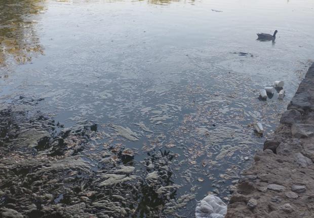 El agua del estanque de patos del Parque Central de Ciudad Juárez está contaminada y llena de basura.