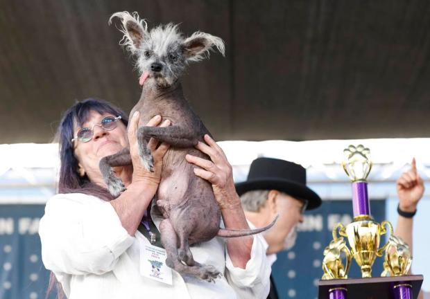 Scooter, un perrito crestado chino fue el ganador del titulo al Perro Más Feo del Mundo en 2023
