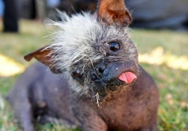 Mr. Happy Face, un perrito con la cara chueca, mezcla de chihuahua con cresta china sin pelo, se llevó el título del perro más feo del mundo en 2022.