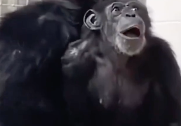La chimpancé estuvo encerrada 29 años de su vida.