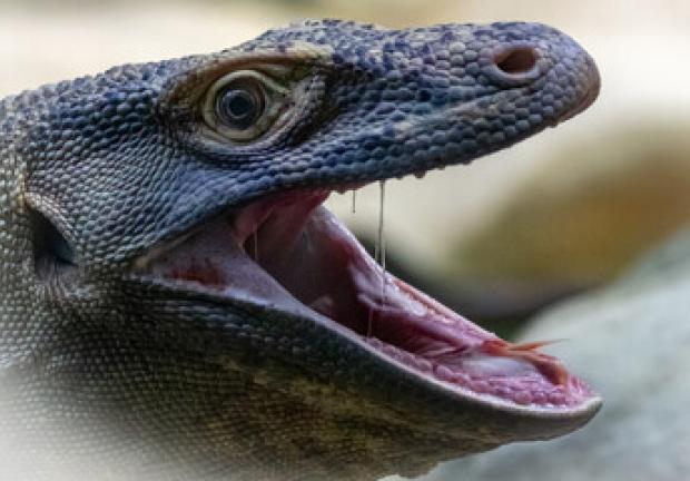 Dragón Komodo es el lagarto más pesado del mundo, con hasta 150 kilos.