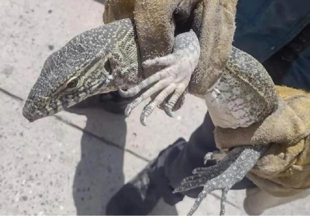 Dragón de Kómodo, uno de los más 'venenosos' en el mundo, es visto en Celaya, Guanajuato.