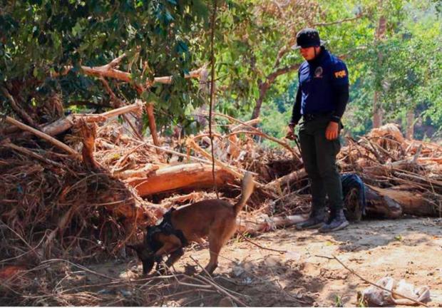 Los binomios caninos de la Fiscalía General del Estado de Guerrero trabajan turnos de 48 horas para encontras personas desaparecidas por paso de Otis.