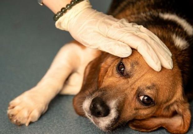 Los perritos que se han contagiado de esta extraña enfermedad han sufrido fatiga, fiebre y neumonía.