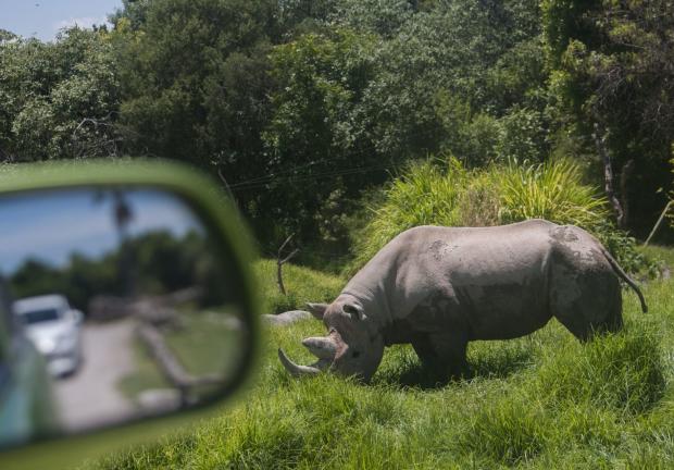 Rinoceronte visto desde un auto en Africam Safari.