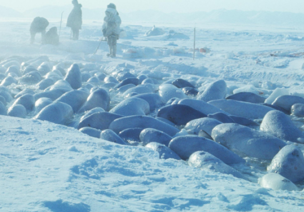 “Operación Beluja” logró liberar a las ballenas atrapadas en hielos en el mar de Bering