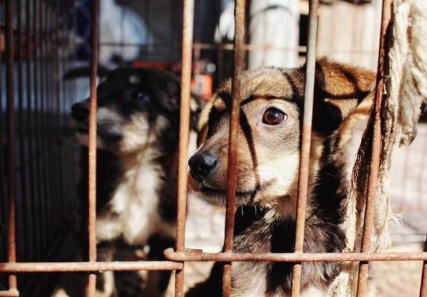 En CDMX, 90 por ciento de reportes de maltrato animal son contra perros.