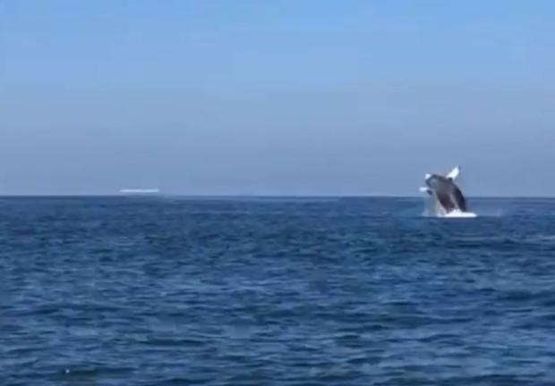 Avistamiento de ballenas jorobadas en las playas de Guerrero.