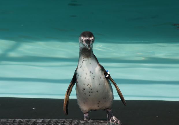 Son cinco los pingüinos de Humboldt que arribaron al Zoológico de Chapultepec.