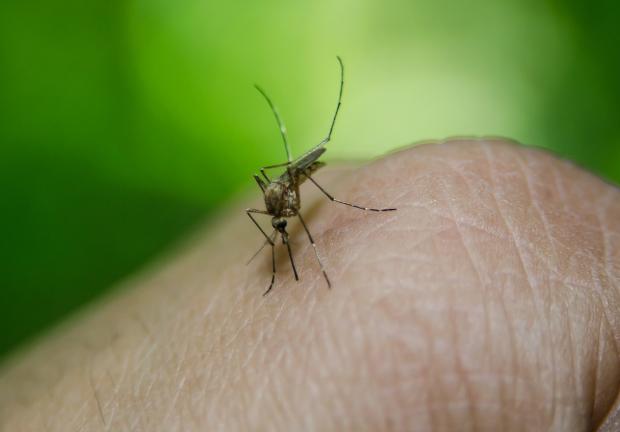 El mosquito del dengue se reproduce cerca de donde pueda conseguir su alimento.